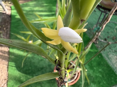 最近こんな花が咲きました